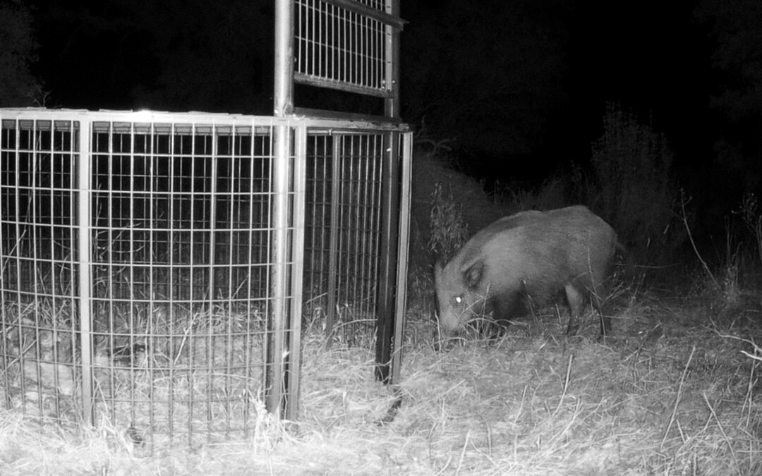 Investigadores do MED seguem javalis em Portugal para desvendar o risco de transmissão da Tuberculose Bovina