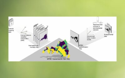 A study by MED researchers reveals new approaches to quantify animal tuberculosis transmission risk